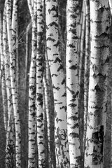 Birch tree trunks - black and white natural background
