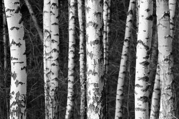 Foto op Plexiglas Birch tree trunks © aquatarkus