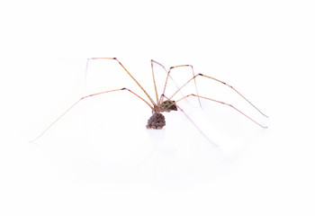 Little spider isolated on white background.