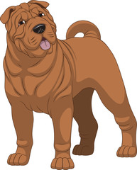 Funny purebred shar pei