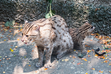 Fishing Cat   animal with small children