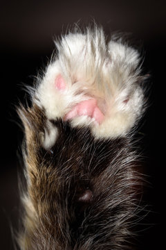 Detail macro shot of soft Cat paws black background