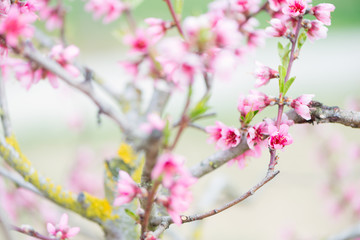 Detail of Prunus persica