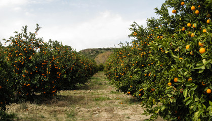 Panorama of orange tree farm plantation in Turkey