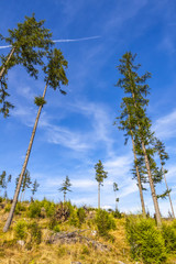 Broken forest in Tatra mountains, Slovakia