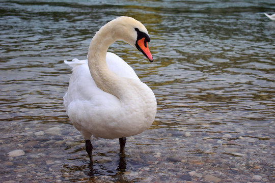 White swan near a riverbank