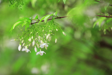 Wrightia religiosa Benth, white flowers are fragrant, as nature background or print card.