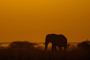 Fototapeta na wymiar elefantenbulle bei sonnenaufgang