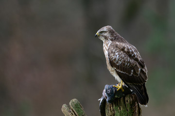 Maeusebussard