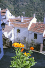 Flowers, scenes and white villages typical of Andalucia