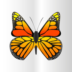 Colorful butterfly with abstract decorative pattern summer free fly present silhouette and beauty nature spring insect decoration. vector illustration.