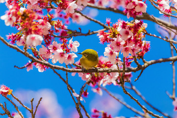 The Japanese White eye.The background is winter cherry blossoms. Located in Tokyo Prefecture Japan.