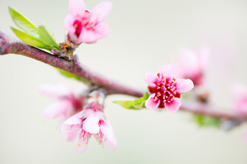 Obraz premium Detail of Prunus persica