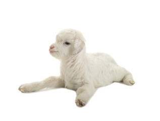 goat kid