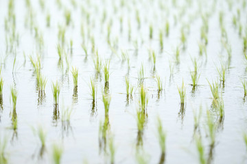 日本の伝統的な田んぼの風景
