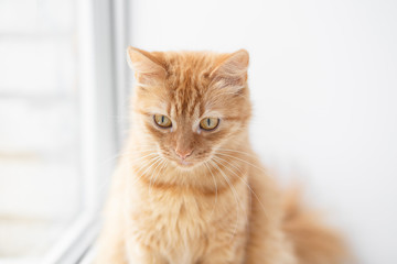 Portrait of an Orange cat sitting near the window on a white background
- 140505907