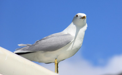White bird 