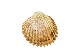 Fresh rough cockle clam (Acanthocardia tuberculata) shell isolated.