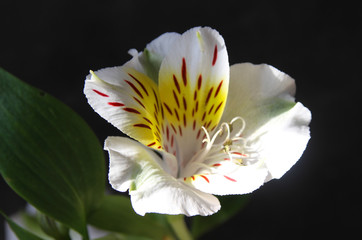 Alstroemeria