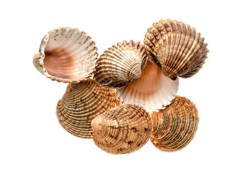 Different variety of sea clams - shells on white background.