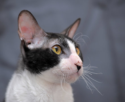 Cornish Rex cat
