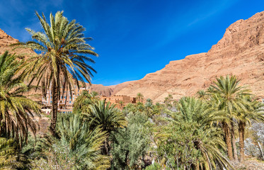 Fototapeta na wymiar Oasis of the Todra River at Tinghir, Morocco