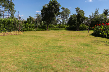Grass field in garden 