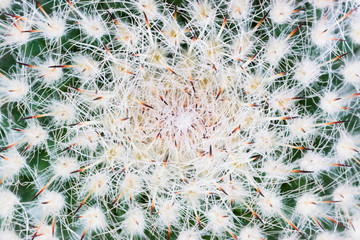 Cactus Mammillaria Brauneana Boedeker closeup upper view. An unusual combination of sharp spines and soft fluff.