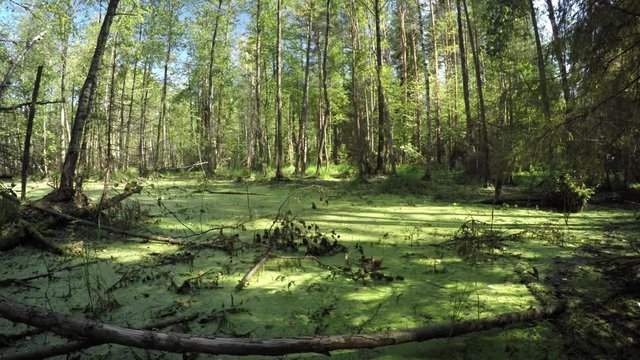 Swamp Land in Temperate Conifer Forest Wilderness Area, with Sound