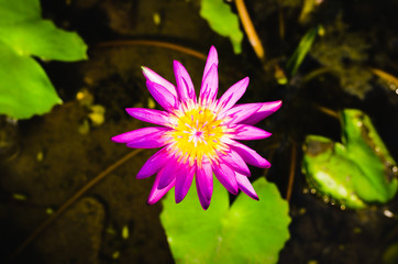 beautiful lotus flower in pond.