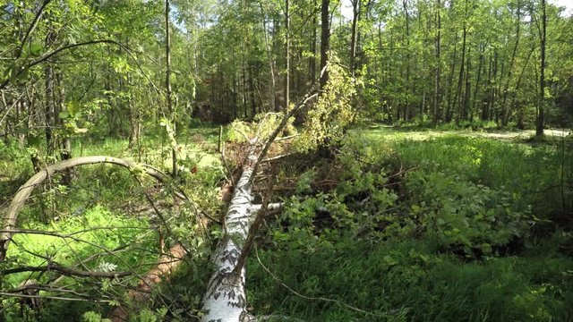 Hikers Perspective, Balancing on Deadfall Log in Wilderness Area, with Sound