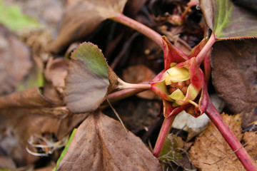 spring flower