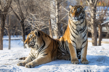 Siberian Tiger (Panthera tigris altaica)