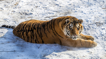 Siberian Tiger (Panthera tigris altaica)