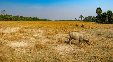 Naklejka premium Cows eating dry grass at the field outside Siem Reap, Cambodia.