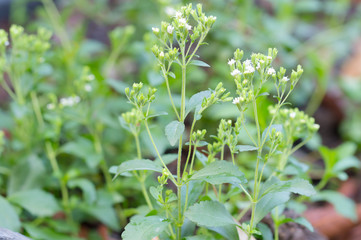 Stevia, Stevia Rebaudiana Bertoni, Stevia Rebaudiana, Stevia (Genus, Asteraceae, Eupatorieae) and have Stevioside (Steviol glycosides) extracted from its leaves
