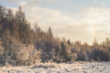Sunny winter forest