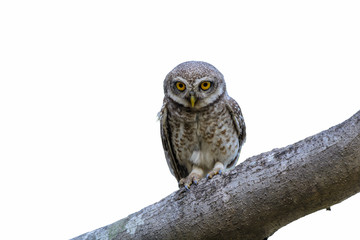 Spotted Owlet or Athene brama, beautiful bird isolated perching on branch in Thailand..