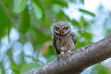 Spotted Owlet or Athene brama, beautiful bird perching on branch with green background in Thailand.