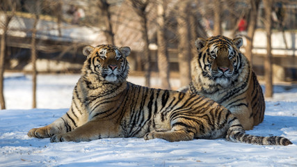 Siberian Tiger (Panthera tigris altaica)