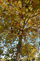 Árbol Plátano de Sombra