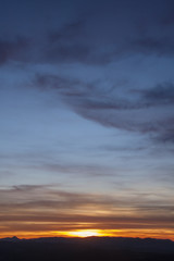 sun leaves