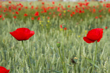 Obraz premium Amapolas en Trigal