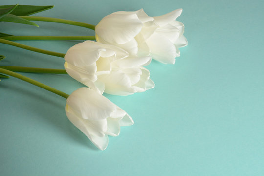Fototapeta White tulips on a light turquoise background