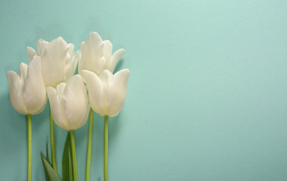 Fototapeta White tulips on a light turquoise background