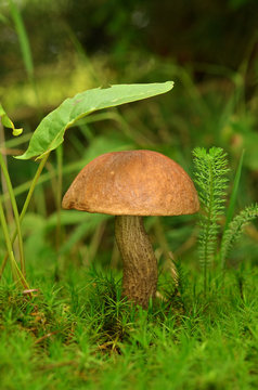 Mushroom growing in green moss. Brown Cap Boletus (Leccinum) close-up. Nature background