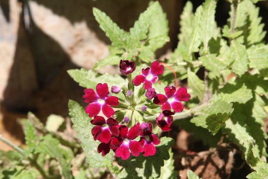 Flower Orkid