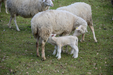Sheep and lambs grazing in a meadow