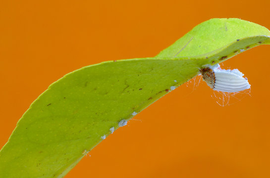 Cottony cushion scale insect (Icerya purchasi) on a lemon leaf with orange background