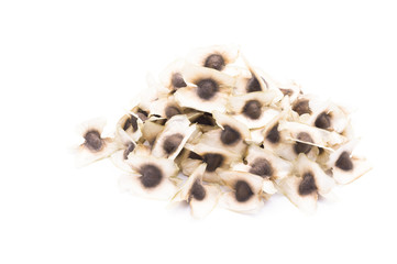 Moringa Oleifera seeds and fruit. The asian herbs have medicinal properties